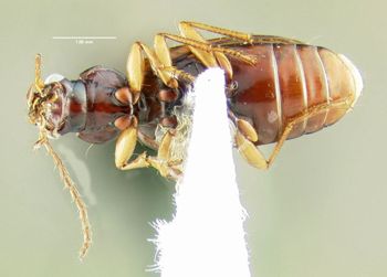 Media type: image;   Entomology 602195 Aspect: habitus ventral view